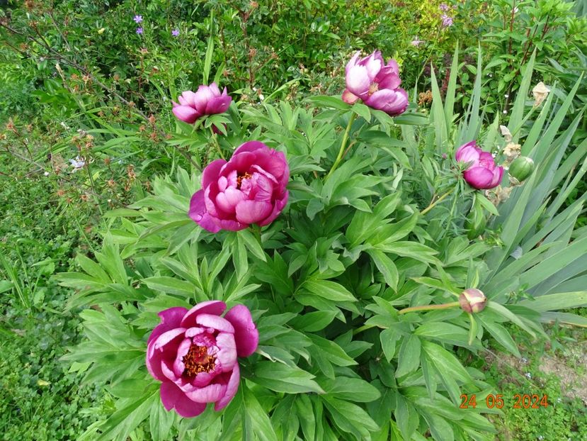  - Bujori 2024 -Dobarland