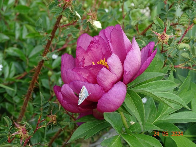  - Bujori 2024 -Dobarland