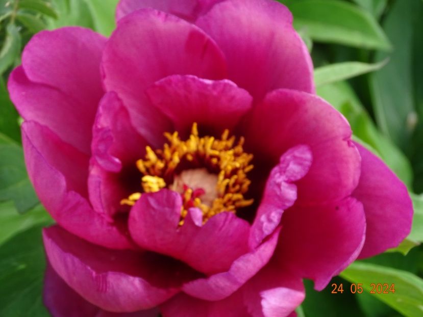  - Bujori 2024 -Dobarland