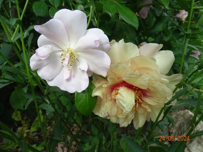  - Bujori 2024 -Dobarland