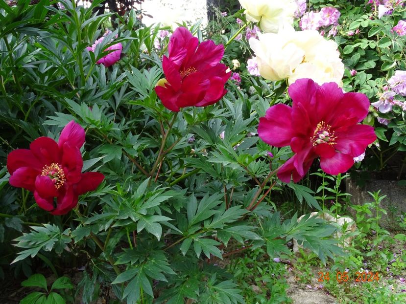  - Bujori 2024 -Dobarland