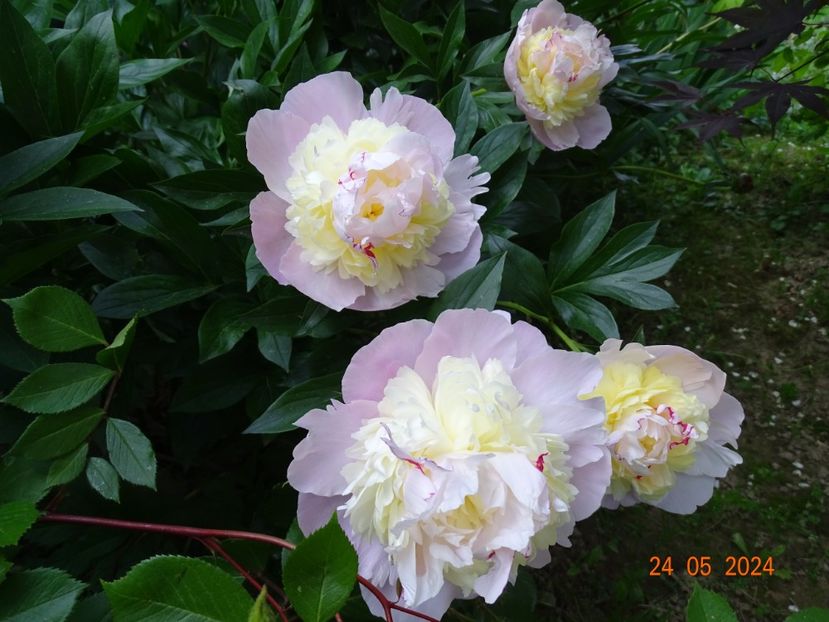  - Bujori 2024 -Dobarland