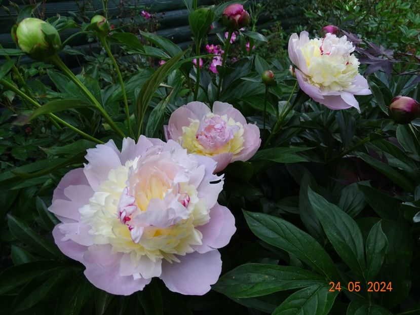  - Bujori 2024 -Dobarland