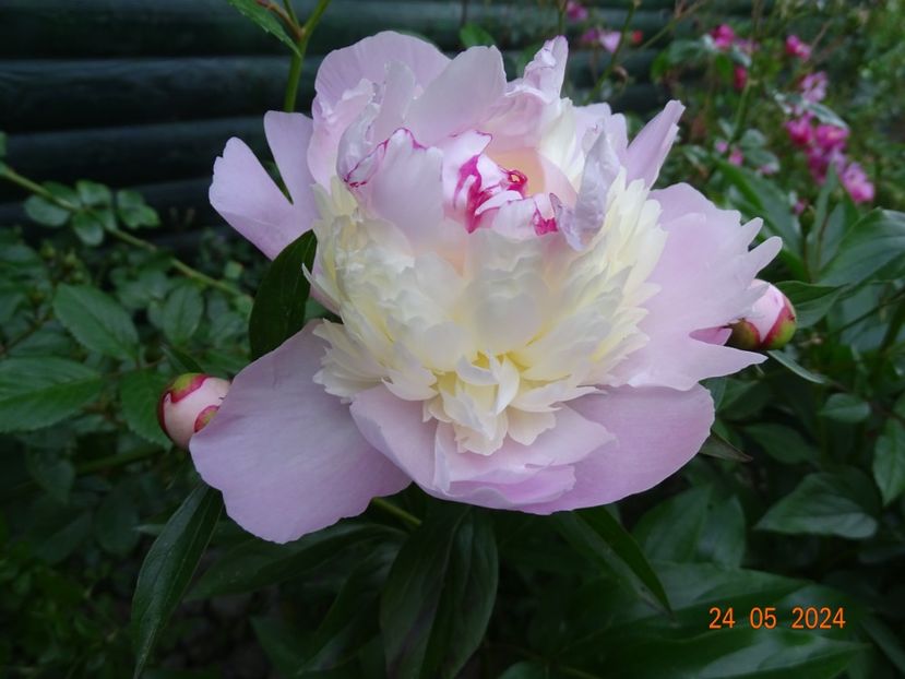  - Bujori 2024 -Dobarland