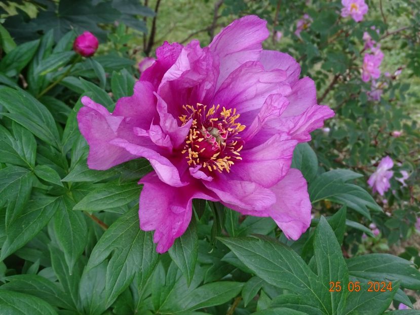  - Bujori 2024 -Dobarland