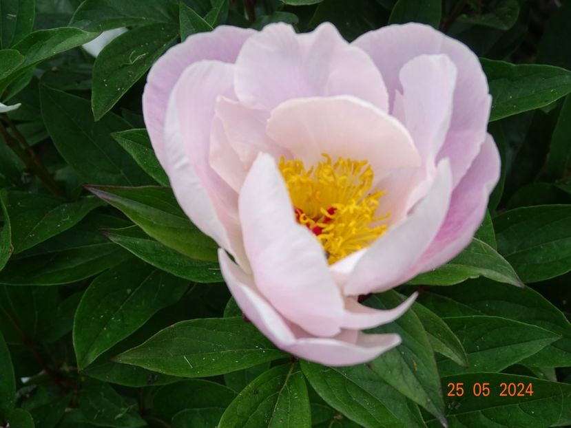  - Bujori 2024 -Dobarland