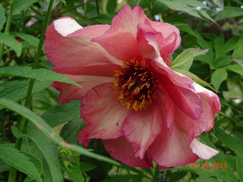  - Bujori 2024 -Dobarland