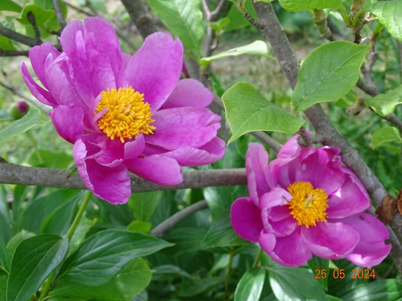  - Bujori 2024 -Dobarland