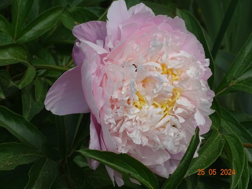  - Bujori 2024 -Dobarland