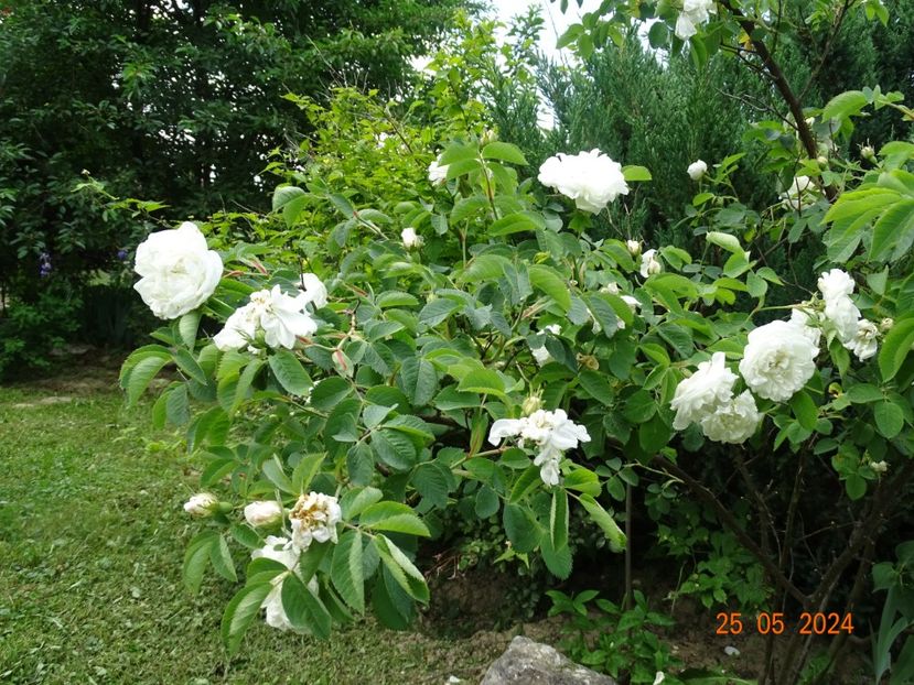  - Trandafiri 2024 3