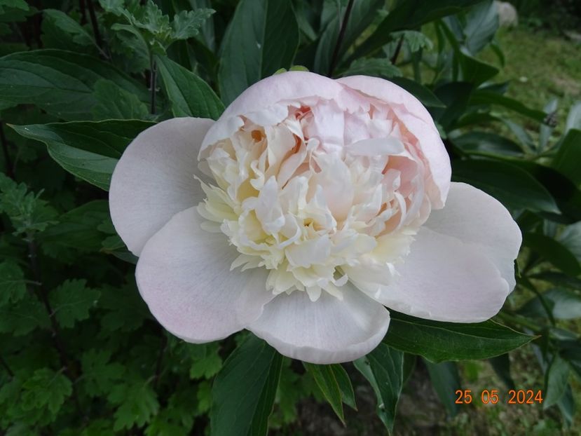  - Bujori 2024 -Dobarland