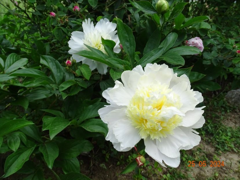  - Bujori 2024 -Dobarland