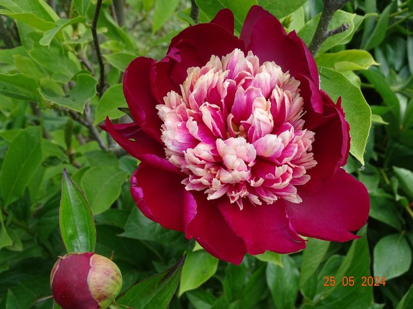  - Bujori 2024 -Dobarland