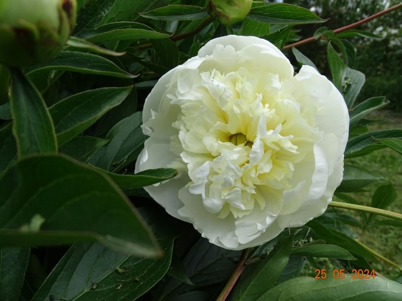  - Bujori 2024 -Dobarland