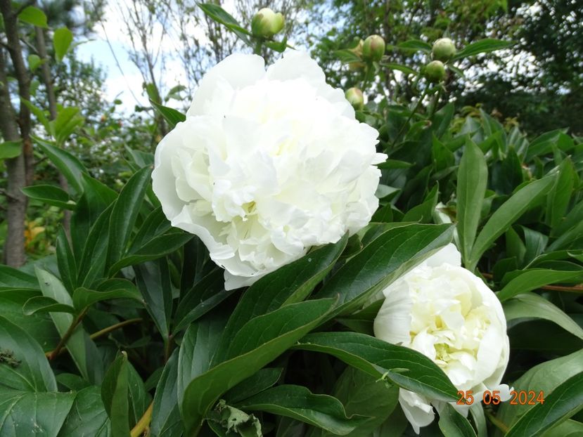  - Bujori 2024 -Dobarland