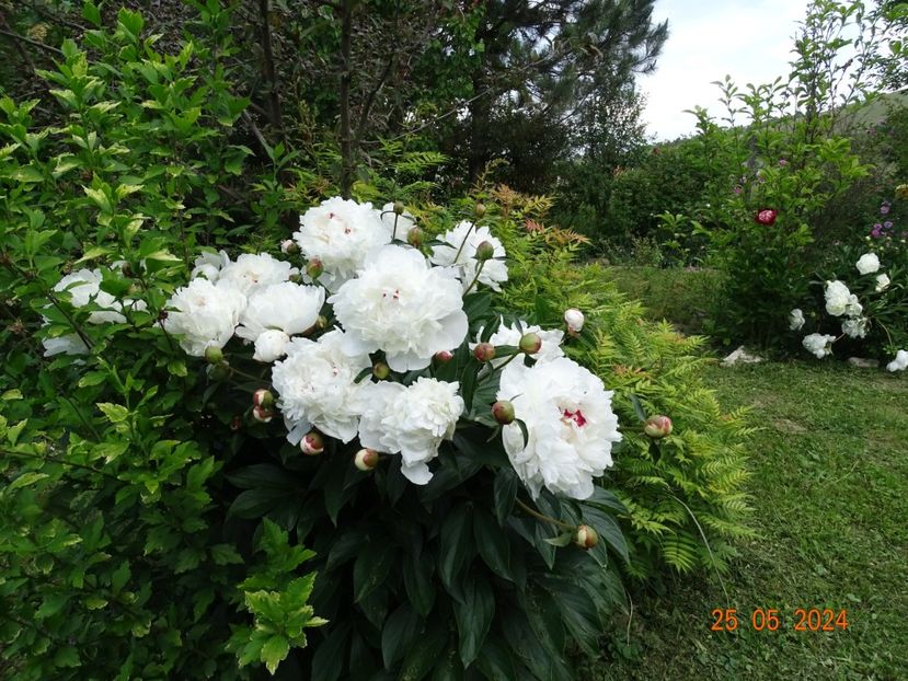  - Bujori 2024 -Dobarland