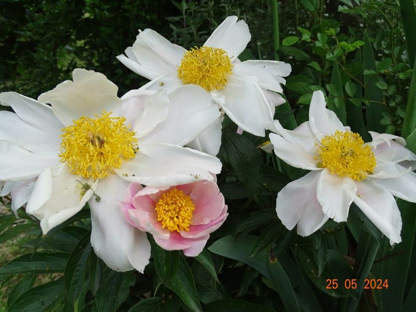  - Bujori 2024 -Dobarland