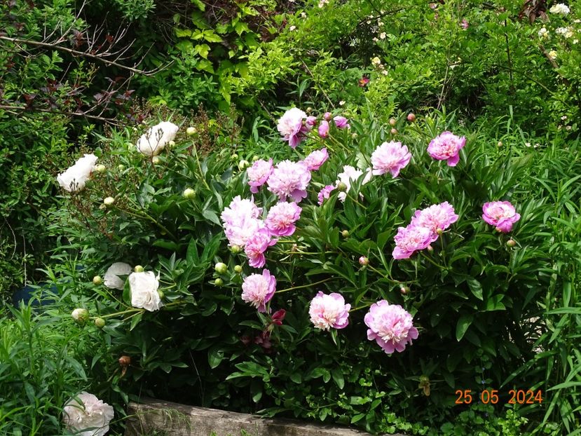  - Bujori 2024 -Dobarland