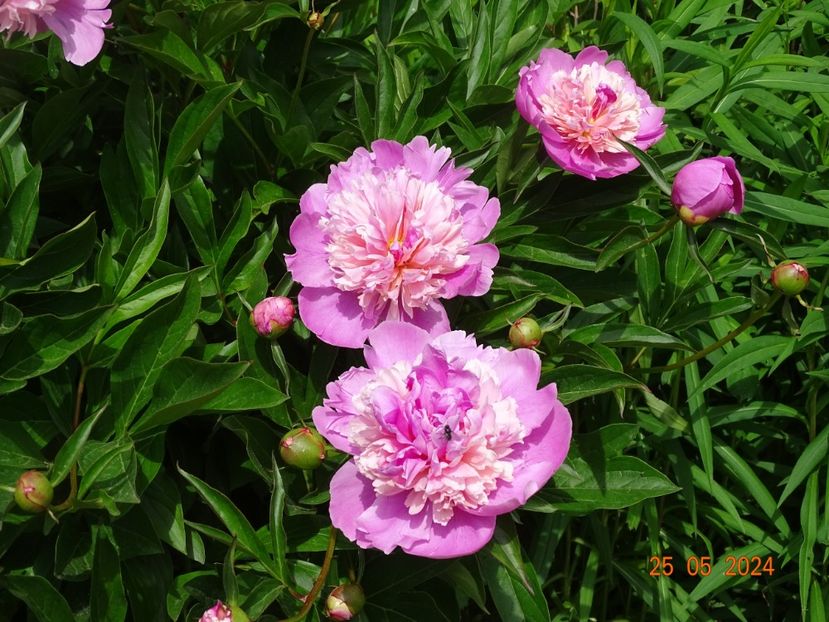  - Bujori 2024 -Dobarland