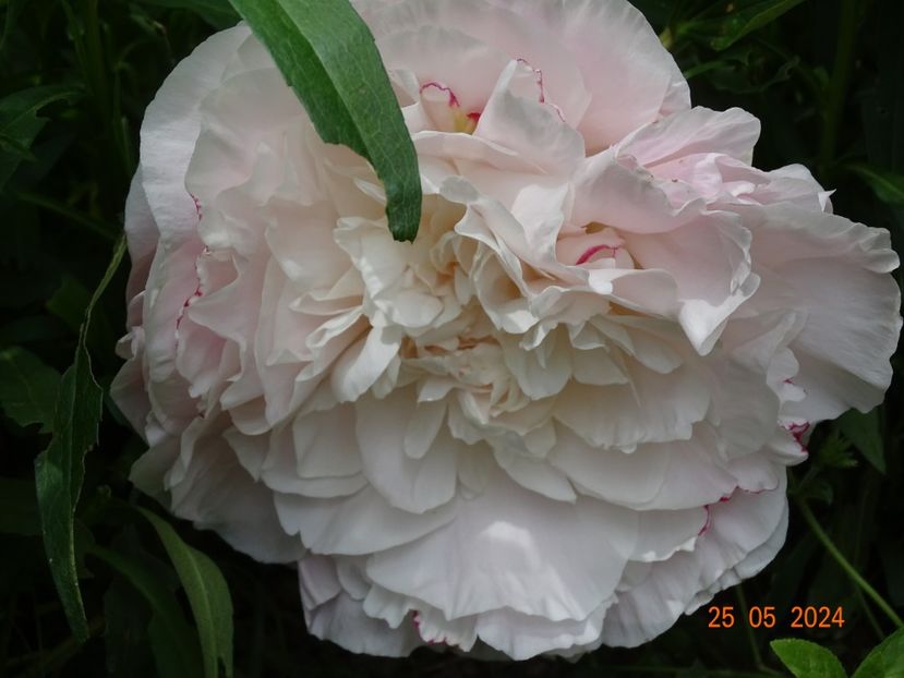  - Bujori 2024 -Dobarland