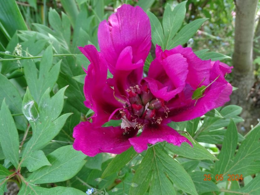  - Bujori 2024 -Dobarland