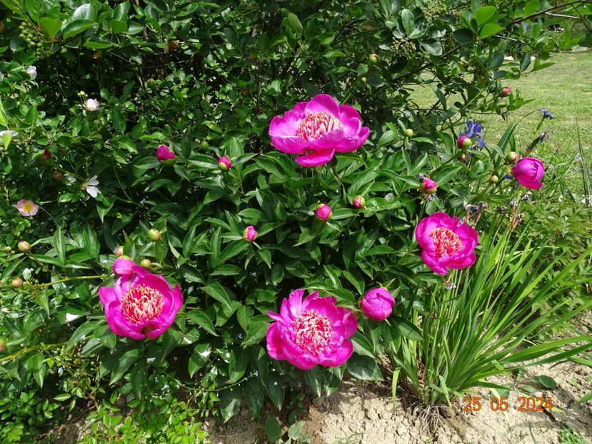  - Bujori 2024 -Dobarland