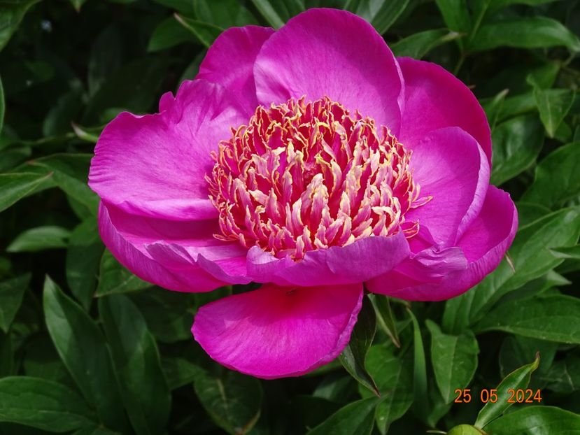  - Bujori 2024 -Dobarland