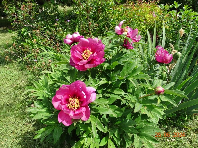  - Bujori 2024 -Dobarland