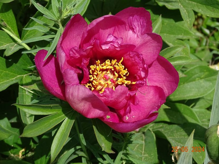  - Bujori 2024 -Dobarland