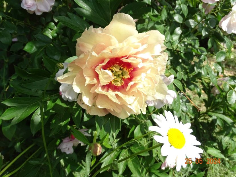  - Bujori 2024 -Dobarland