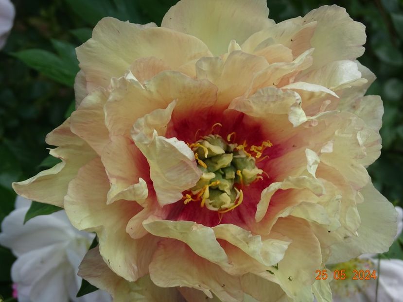  - Bujori 2024 -Dobarland