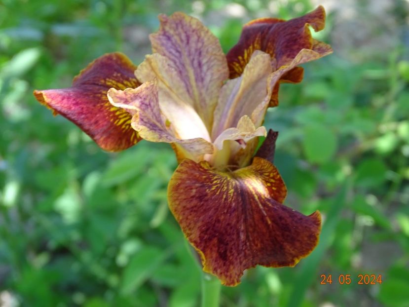 Paprikash (sibirica) - Irisi 2024 -Dobarland