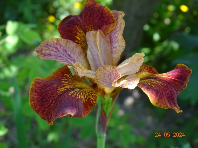 Paprikash (sibirica) - Irisi 2024 -Dobarland