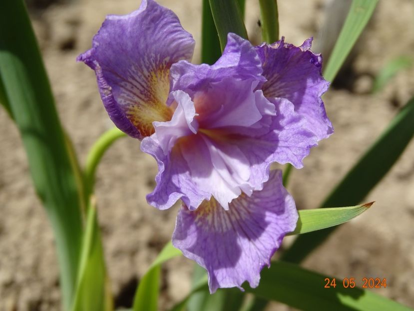 Dawn Waltz (sibirica) - Irisi 2024 -Dobarland