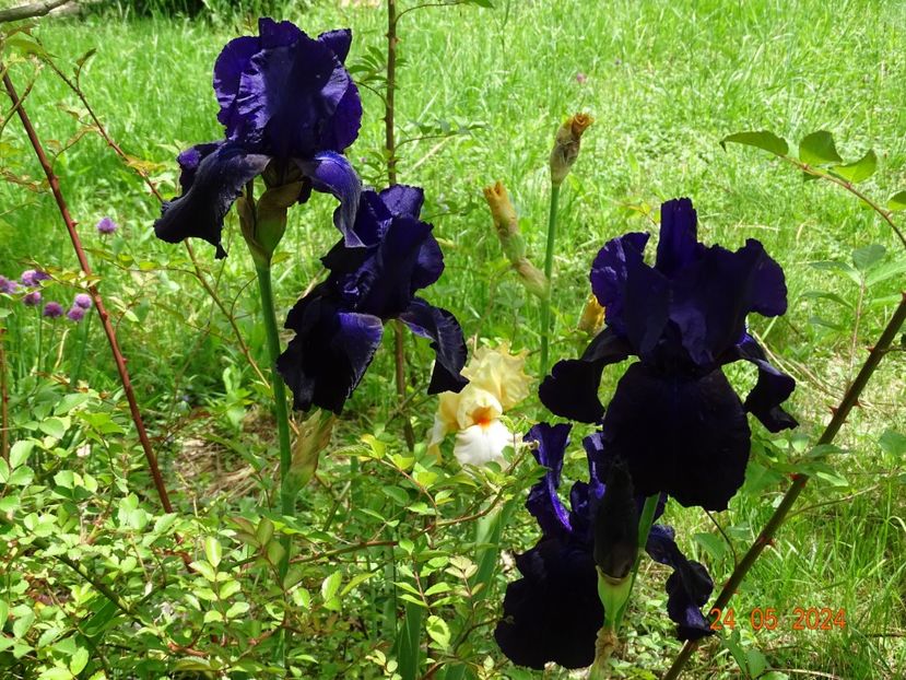  - Irisi 2024 -Dobarland