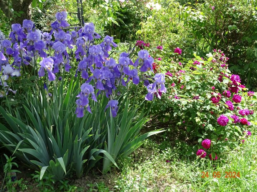  - Irisi 2024 -Dobarland