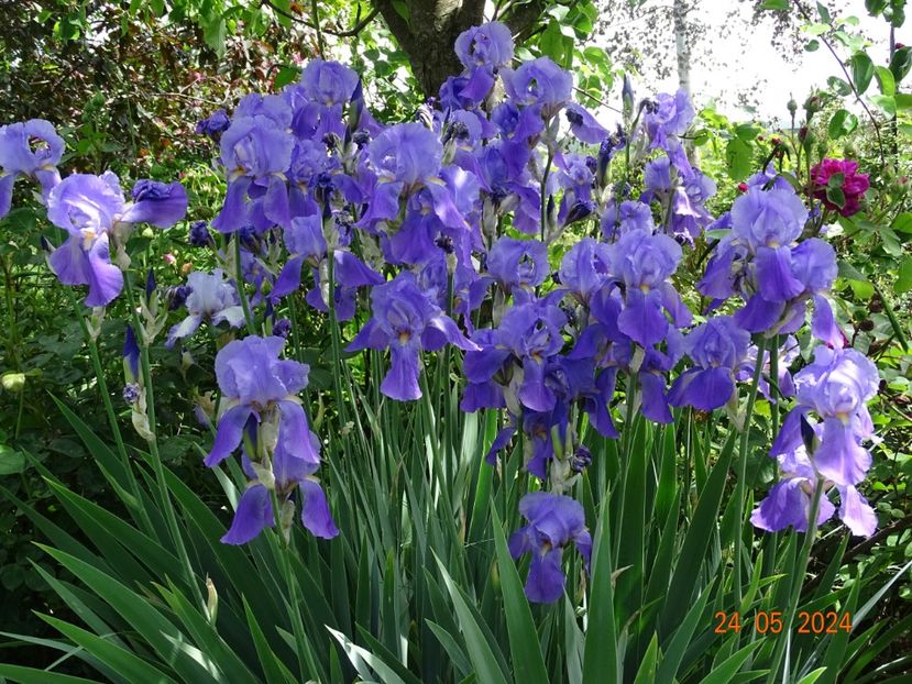  - Irisi 2024 -Dobarland