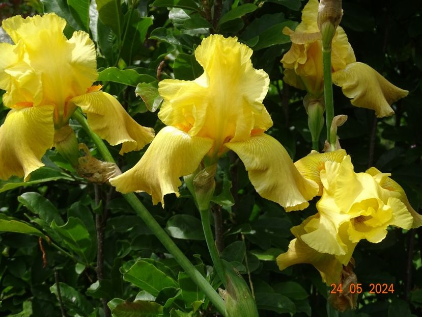  - Irisi 2024 -Dobarland