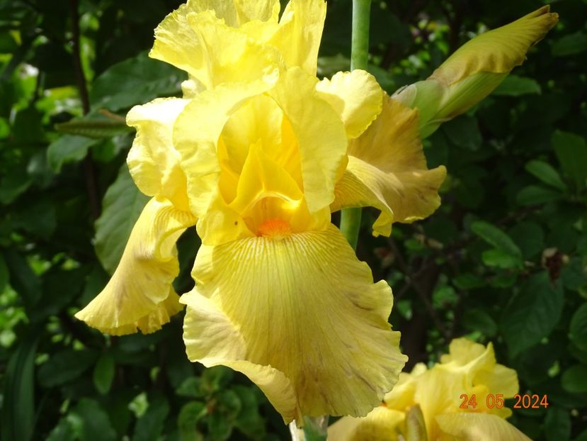  - Irisi 2024 -Dobarland