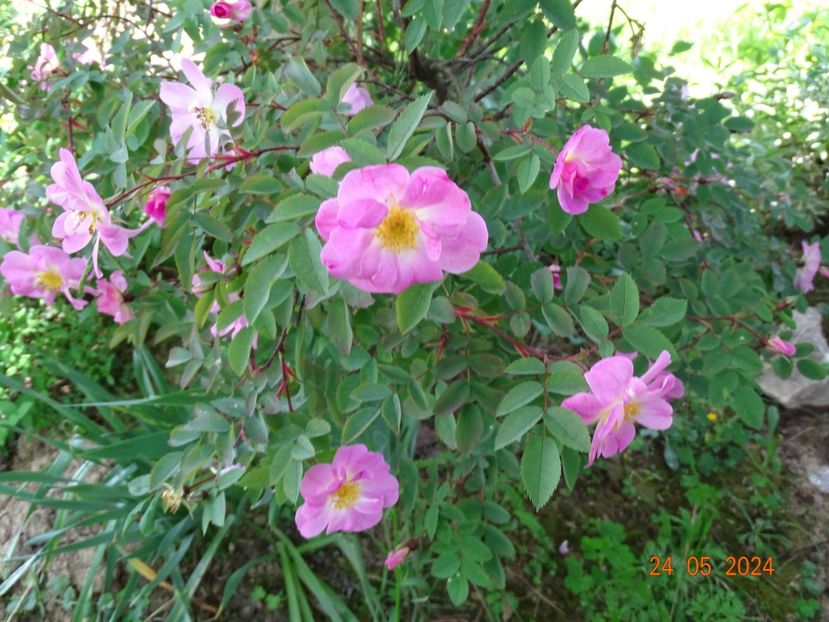  - Trandafiri 2024