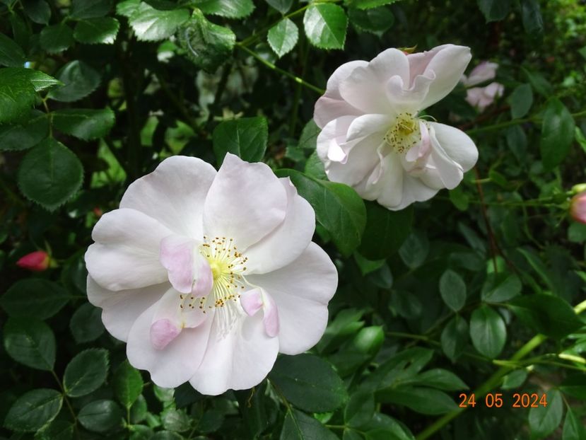  - Trandafiri 2024