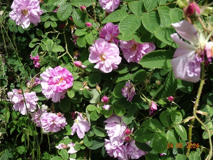  - Trandafiri 2024