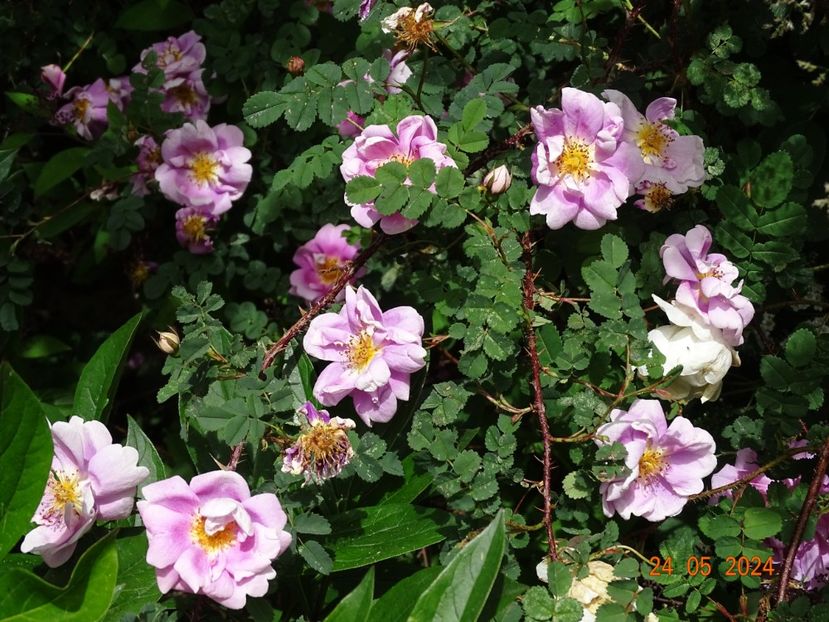  - Trandafiri 2024