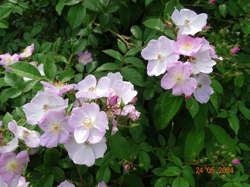  - Trandafiri 2024