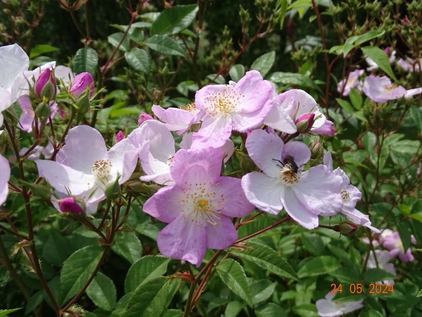  - Trandafiri 2024
