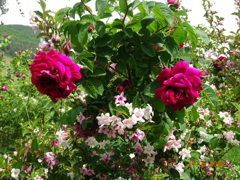  - Trandafiri 2024