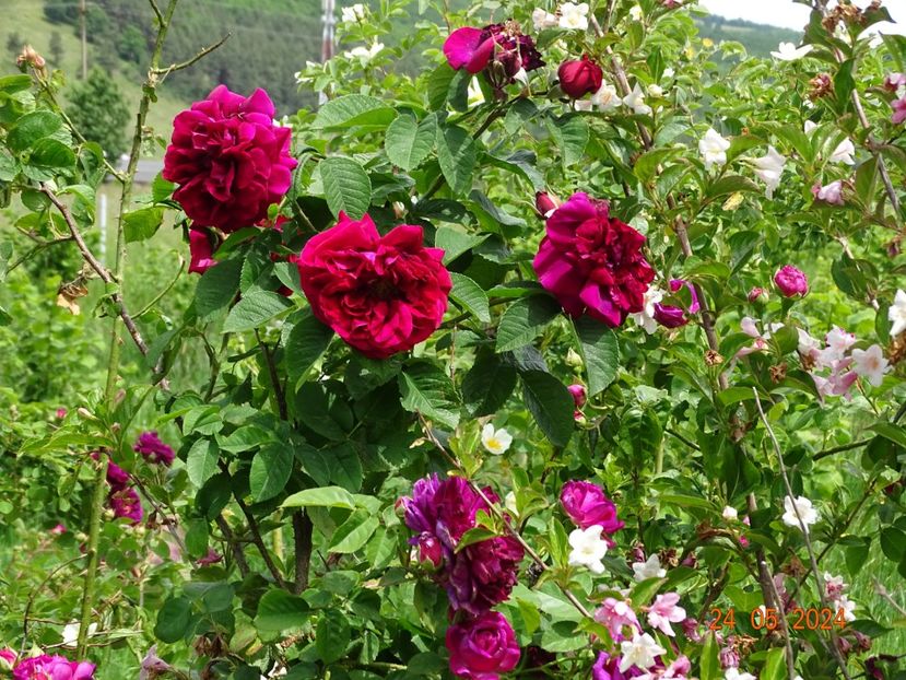  - Trandafiri 2024