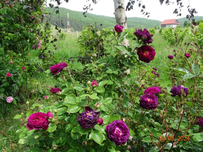  - Trandafiri 2024