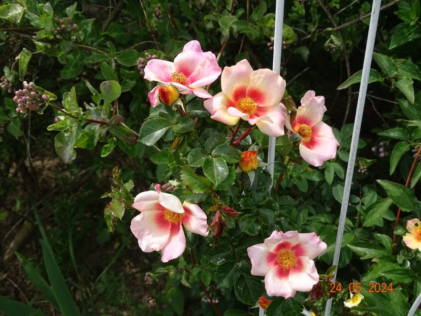  - Trandafiri 2024