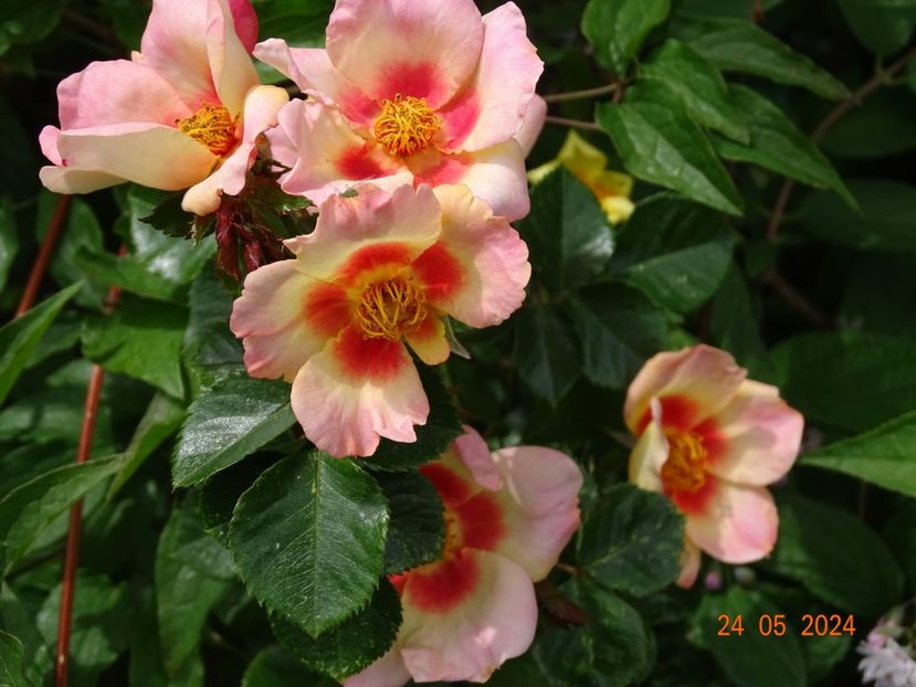  - Trandafiri 2024